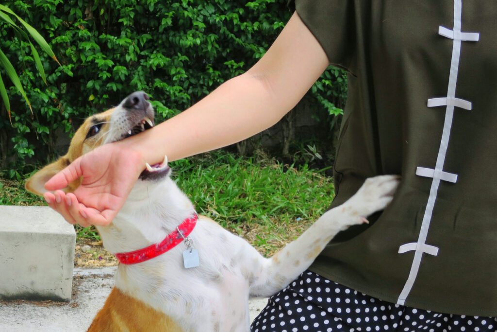 Dog Bite Lawyer in Greenville
