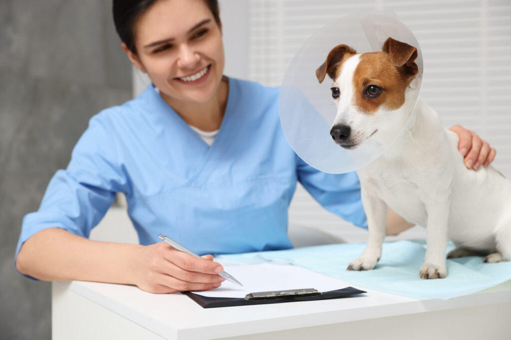 Type of Financial Recovery Can I Pursue After a Greenville Dog Bite